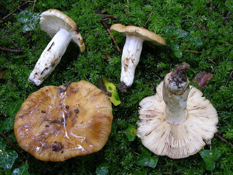 Russula foetens